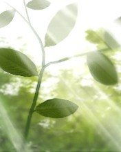 绿色植物图片及名称大全(绿色植物图片及名称大全图)