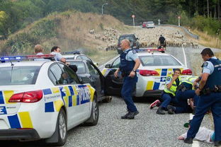 新西兰羊群捉了逃犯 围堵无牌汽车致车上4人被逮 