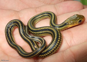 乌梢蛇 乌梢蛇 图片 世界上最大的 乌梢蛇 