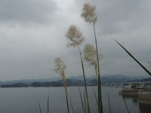 千岛湖适合几日游(千岛湖适合几日游的地方)