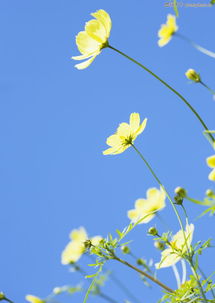 晴空下的鲜花0199 晴空下的鲜花图 植物图库 黄色鲜花 