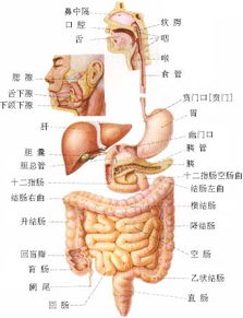 腹部器官图片位置示意图(腹部器官图片位置示意图)