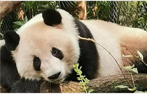 上海动物园旅游节期间门票半价优惠