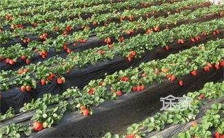 草莓采摘园价格(草莓采摘园价格表图片)