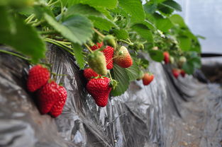 晋城周边草莓采摘园(现在晋城哪个采摘园有大枣可摘)