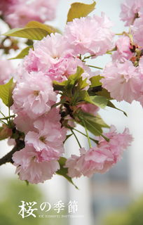 樱花Sakura