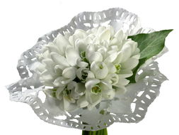 白色小花朵桌面壁纸 