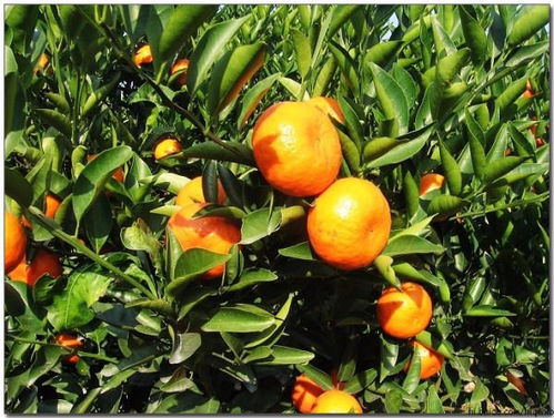 橘生淮南则为橘,生于淮北则为枳.产生这种现象的主要环境因素是 A.水分B.温度C.阳光D.空 
