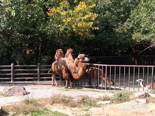 上海动物园游览攻略(上海动物园景点)
