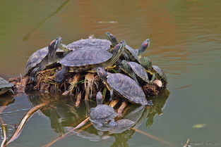 巴西龟 世界最危险入侵物种之一 