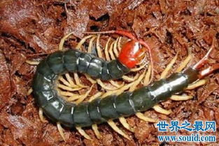 巨型蜈蚣 加大版的五毒之首到底有多么可怕你知道吗 3 