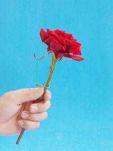 手拿玫瑰花图片,背景是蓝色的,有一只手拿着一支粉嫩的玫瑰花,求高清图