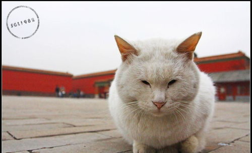 我在大学当猫的日子笔趣阁我在敌国皇宫当猫的日子雩白(我在大学当校长 最新章节 无弹窗)