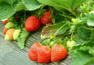 附近草莓园采摘地址最近的8月份可以摘草莓吗(附近釆摘草莓)