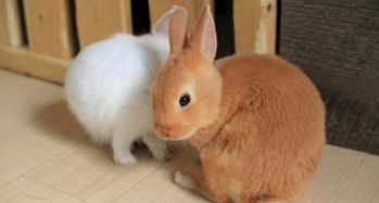 兔兔这么可爱,怎么能吃兔兔 做一只四川的兔兔太幸福了