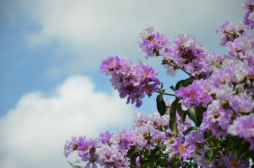 蓝天下朵朵紫色的花高清图片下载 红动网 