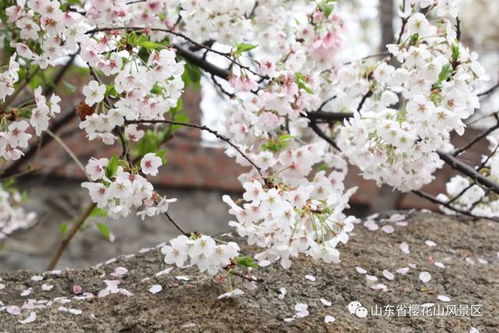 樱花山第八届樱花节2021年4月2日花情实况 即日起,请入园车辆一律走南门