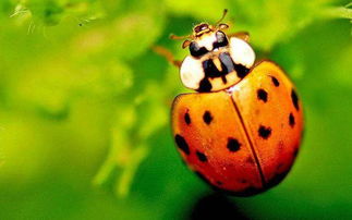 瓢虫英文为什么叫ladybird 