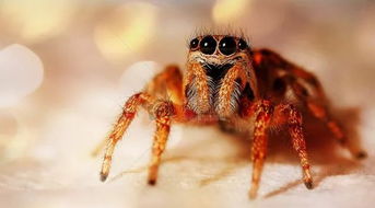 在英国睡觉每年吞掉 8 只蜘蛛 这是家中常见的 10 个种类