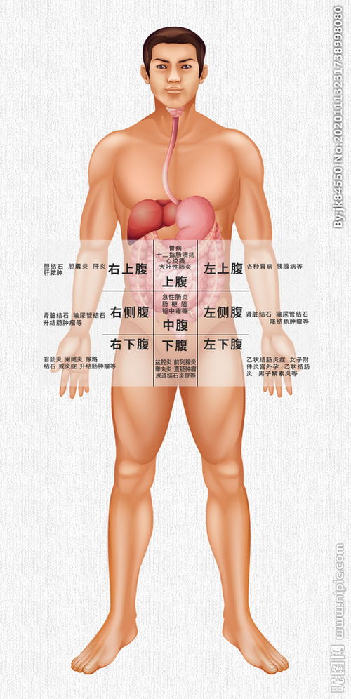 腹痛位置示意图图片 