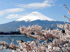 日本樱花节习俗是什么 日本樱花节的由来