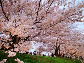 阿拉尔樱花节啥时候开始首尔樱花节(首尔樱花开放时间)