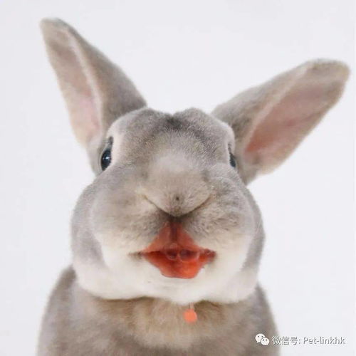 这是我见过表情最丰富的兔了