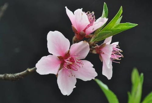 春季赏花,教您先搞清赏的是桃花和杏花 梨花还是李花 