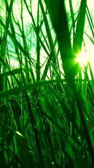 竹子护眼绿色背景图片(竹子护眼图片手机壁纸绿色)