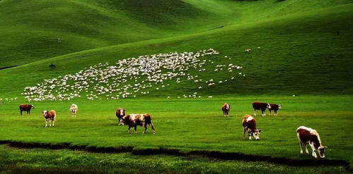 梦中的科尔沁草原