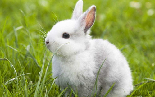 100亿只兔子有多厉害 人兔大战 近百年,轰炸机都用上了没打赢