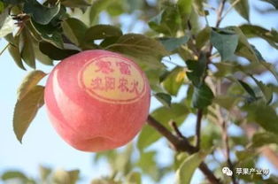 苹果品种大全图片(中国最好吃的苹果排名)