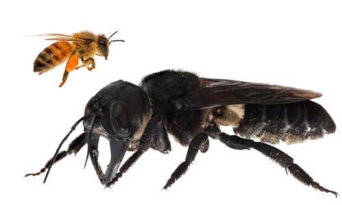 世界最大蜜蜂失踪38年后重现印尼 白蚁巢中发现巨型蜜蜂 