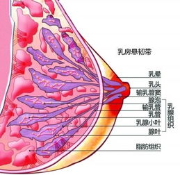 乳腺的4个区域(乳腺的4个区域图)