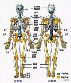 人体八大系统简易图(人体八大系统简易图手绘)