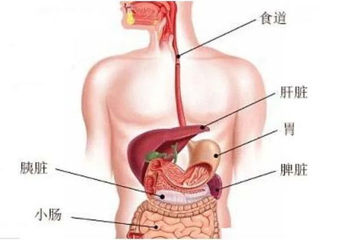 胃疼和肝疼对照图片,看看你的肝和胃分别在哪里