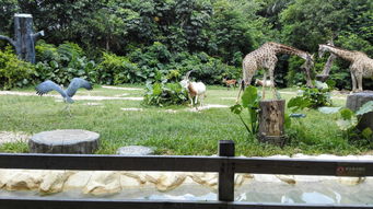 广州游记 长隆野生动物园