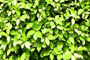 古时候的人绿色衣服是用什么植物来染的呢