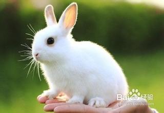 描写小动物的作文200小兔动物外貌描写(写动物小兔子的作文200字)