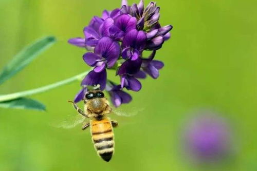 蜜蜂的养殖方法(蜜蜂的养殖方法和过程)