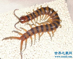 世界上最大的蜈蚣长有62厘米 你肯定不想被它咬一口 