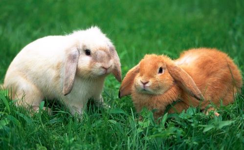 兔子吃什么 