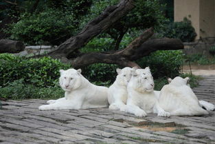 广州长隆野生动物园有多大长隆动物园5个小时够么(广州长隆野生动物园几个小时能逛完)