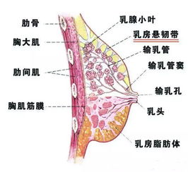 乳腺分几个区域(乳腺分为哪几个区 图片)