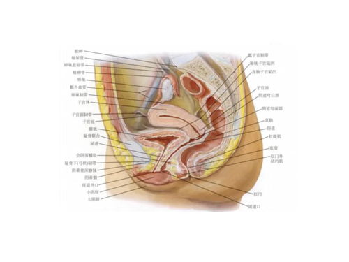 女性下腹部疼痛位置图(女性下腹部疼痛的常见原因有)