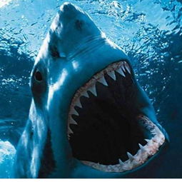 大白鲨vs公牛鲨(1000只大白鲨vs巨齿鲨)