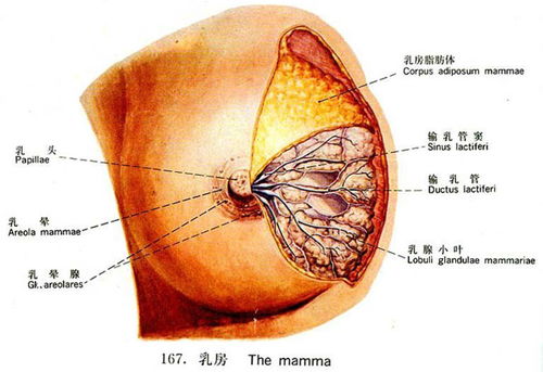 乳房秘密 1 乳房的生理结构