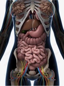 组织器官图片(组织器官是指什么)