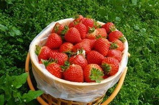草莓采摘园造假 用批发草莓冒充价格翻番 