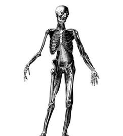 人体解剖学 研究正常人体形态和构造的科学 搜狗百科 